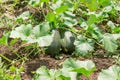 Close up of two unripe melons growing under the leaves in the field Royalty Free Stock Photo