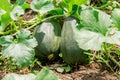 Close up of two unripe melons growing under leaves in the vegetable garden Royalty Free Stock Photo