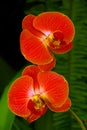 Beautiful red phalaenopsis orchids Royalty Free Stock Photo