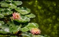 Close-up of two water lilies or lotus flowers Perrys Orange Sunset with spotty leaves in garden pond Royalty Free Stock Photo