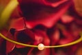 Wedding rings on red callas background Royalty Free Stock Photo