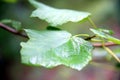 Close up of two wet green leaves with the forest as a background Royalty Free Stock Photo