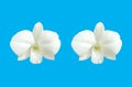 Close up of two white color orchid phalaenopsis flower blossom bloom isolated on light cyan background for stock photo or design