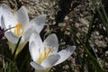 Close up of two white crocus Royalty Free Stock Photo