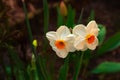 Close-up of two white daffodils isolated with natural background Royalty Free Stock Photo