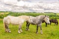 Close up of two white and dappled french percherons horses, Perche province France Royalty Free Stock Photo