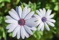 Close up of two white flowers on natural background Royalty Free Stock Photo