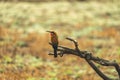 Close-up of two white fronted bee eaters resting on a tree Royalty Free Stock Photo