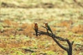 Close-up of two white fronted bee eaters resting on a tree Royalty Free Stock Photo