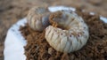 Close-up of two white grubs lying on the dirt compost background.