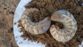 Close-up of two white grubs lying on the dirt compost background. Indian grub beetles in C shape in the farm field