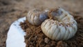 Close-up of two white grubs lying on the dirt compost background. Indian grub beetles in C shape in the farm field