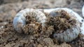 Close-up of two white grubs lying on the dirt compost background. Indian grub beetles in C shape in the farm field