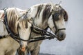 Close-up of two white horse heads with harness Royalty Free Stock Photo
