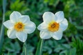 Close up of two white and orange colored Daffodils Royalty Free Stock Photo