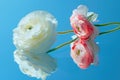 Close-up of two white and pink flowers blooming in front of a bright blue sky Royalty Free Stock Photo