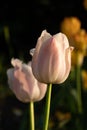 Close-up of two white and pink tulips on a black background Royalty Free Stock Photo