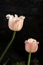 Close-up of two white and pink tulips on a black background Royalty Free Stock Photo