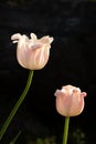 Close-up of two white and pink tulips on a black background Royalty Free Stock Photo