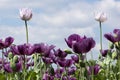 Close-up of two white poppy in a purple poppy field Royalty Free Stock Photo
