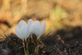 Two white crocus Royalty Free Stock Photo