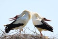 Close up of two white storks Ciconia Ciconia in a nest on a tree against blue sky.