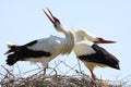 Close up of two white storks Ciconia Ciconia in a nest on a tree against blue sky.