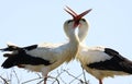 Close up of two white storks ciconia ciconia in a nest on a tree clapping beaks together. Brabant near Nijmegen, Netherlands