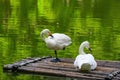 Close-up of two white swans playing in the pond Royalty Free Stock Photo