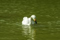 Close-up of two white swans playing in the pond Royalty Free Stock Photo