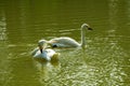 Close-up of two white swans playing in the pond Royalty Free Stock Photo