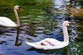 Close-up two white swans swimming in a clear pond Royalty Free Stock Photo