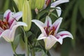 A Close-Up of Two White Tiger Lily with Deep violet veins in the petals on a Blurred Background.