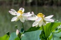 Close up of two white water lily flowers Nymphaeaceae in full bloom on a water surface in a summer garden, beautiful outdoor flo Royalty Free Stock Photo
