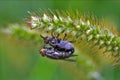 Two wild fly diptera having sex