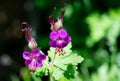 Close-up of two wild geraniums Royalty Free Stock Photo