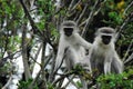 Africa- Close Up of Two Cute Wild Vervet Monkeys Looking at the Camera From a Tree Royalty Free Stock Photo