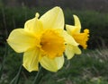 Close up of two wild yellow daffodils growing at the edge of woodland Royalty Free Stock Photo