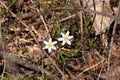 Close up of two wood anemones standing between dry twigs and leaves in the forest, Anemone nemorosa