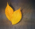 Yellow leaf on a rusty background