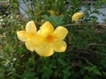 Close up of two yellow buttercup Allamanda cathartica flowers in a garden