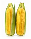 Close Up of Two Yellow Corns with Green Husks on White Background Royalty Free Stock Photo