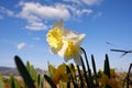 Close-up of two yellow daffodil flowers against blue sky Royalty Free Stock Photo