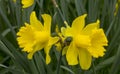 Two yellow daffodils in bloom during springtime Royalty Free Stock Photo