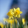 A close-up of two yellow Daffodils, outside. Royalty Free Stock Photo