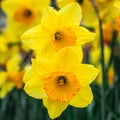 Close up of two yellow dafodils