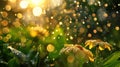 A close up of two yellow flowers with rain drops on them, AI Royalty Free Stock Photo