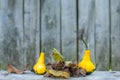 Close up of a two yellow-green zucchini with leafs Royalty Free Stock Photo