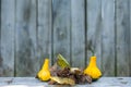 Close up of a two yellow-green zucchini with leafs Royalty Free Stock Photo