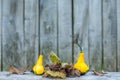 Close up of a two yellow-green zucchini with leafs Royalty Free Stock Photo